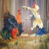 GOGOJILI Cockfighting 1