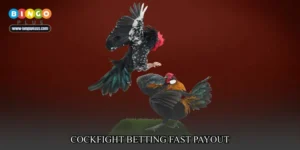 cockfight betting fast payout