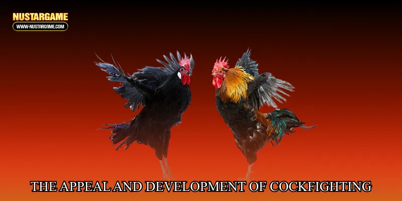 The Appeal and Development of Modern Cockfighting Match Experiences